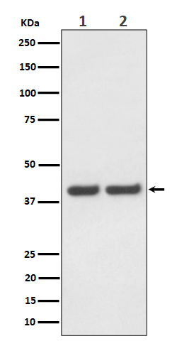 Rabbit monoclonal antibody