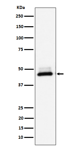 Rabbit monoclonal antibody