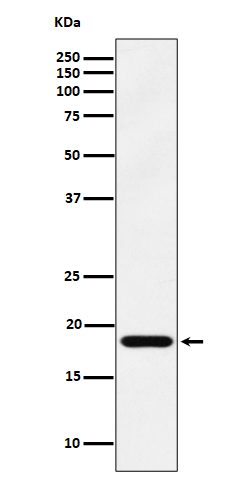 Rabbit monoclonal antibody