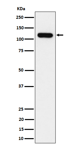 Rabbit monoclonal antibody