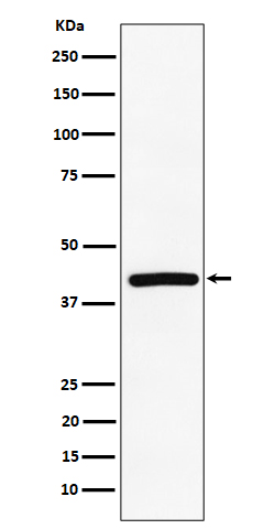 Rabbit monoclonal antibody