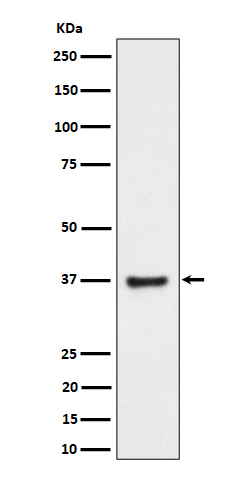 Rabbit monoclonal antibody