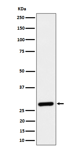 Rabbit monoclonal antibody