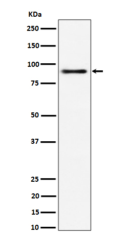 Rabbit monoclonal antibody