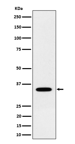Rabbit monoclonal antibody