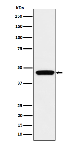 Rabbit monoclonal antibody