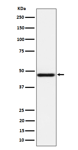 Rabbit monoclonal antibody