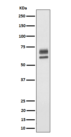 Rabbit monoclonal antibody