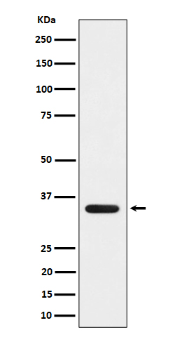 Rabbit monoclonal antibody