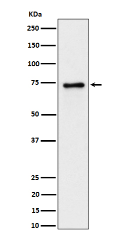 Rabbit monoclonal antibody