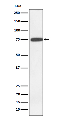 Rabbit monoclonal antibody