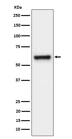 Rabbit monoclonal antibody