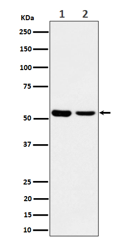 Rabbit monoclonal antibody