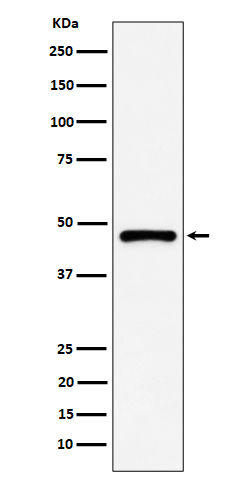 Rabbit monoclonal antibody