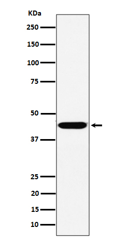 Rabbit monoclonal antibody