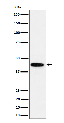 Rabbit monoclonal antibody