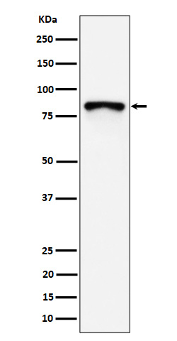 Rabbit monoclonal antibody