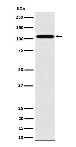 Rabbit monoclonal antibody
