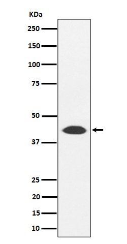 Rabbit monoclonal antibody