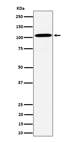 Rabbit monoclonal antibody