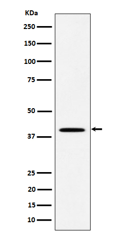 Rabbit monoclonal antibody