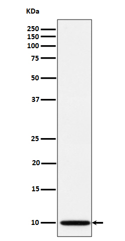 Rabbit monoclonal antibody