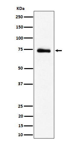 Rabbit monoclonal antibody