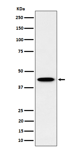 Rabbit monoclonal antibody