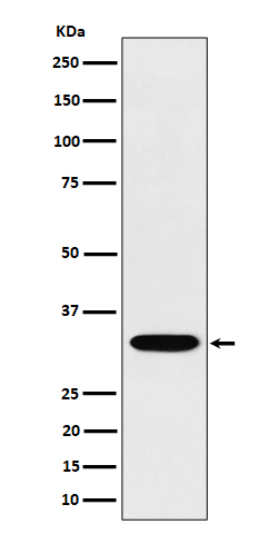 Rabbit monoclonal antibody