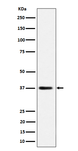 Rabbit monoclonal antibody