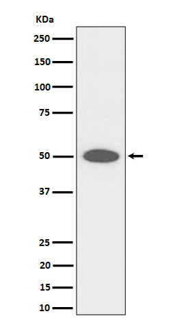 Rabbit monoclonal antibody
