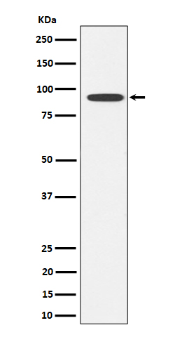 Rabbit monoclonal antibody
