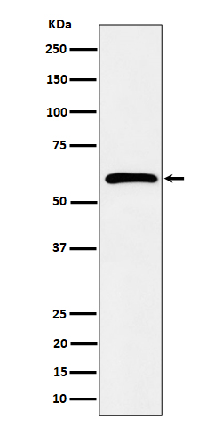 Rabbit monoclonal antibody