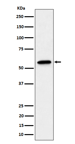 Rabbit monoclonal antibody