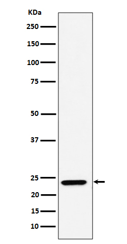 Rabbit monoclonal antibody