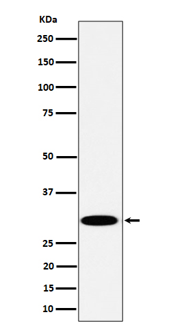 Rabbit monoclonal antibody