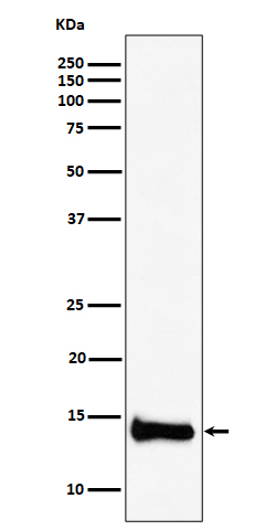 Rabbit monoclonal antibody