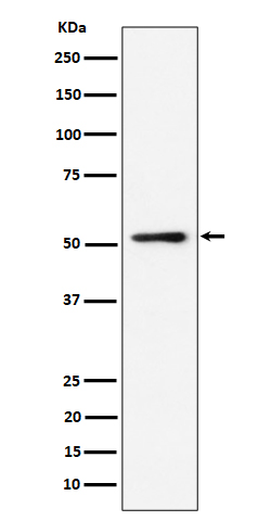 Rabbit monoclonal antibody