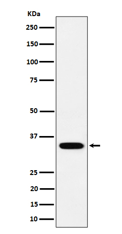 Rabbit monoclonal antibody