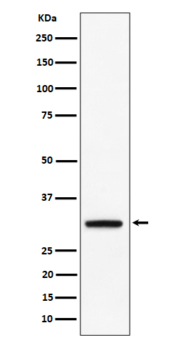 Rabbit monoclonal antibody