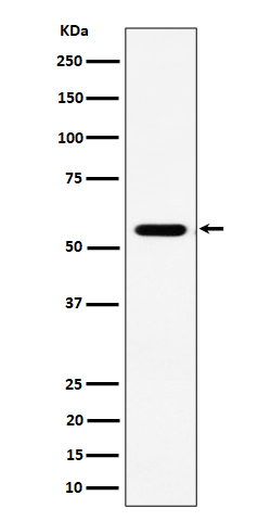 Rabbit monoclonal antibody