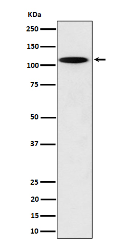 Rabbit monoclonal antibody