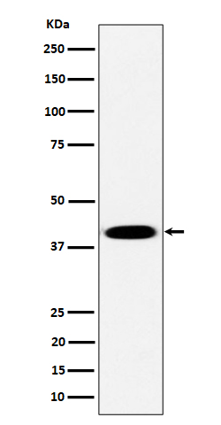 Rabbit monoclonal antibody