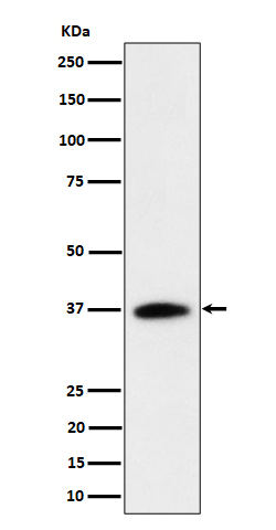 Rabbit monoclonal antibody