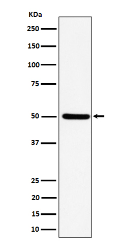 Rabbit monoclonal antibody
