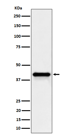 Rabbit monoclonal antibody