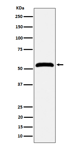 Rabbit monoclonal antibody