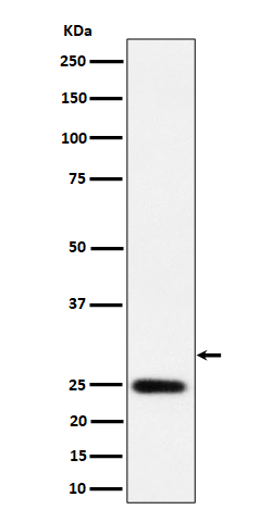 Rabbit monoclonal antibody