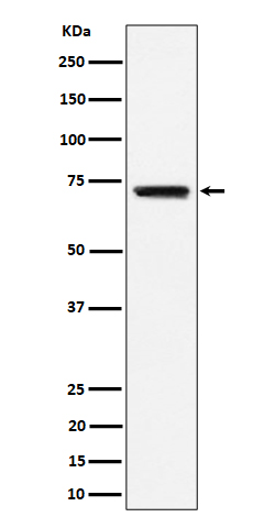 Rabbit monoclonal antibody