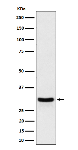 Rabbit monoclonal antibody